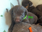 puppy