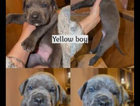 puppy
