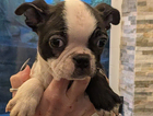 puppy