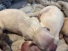 puppy