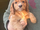 Puppy