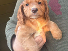 puppy