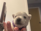 puppy