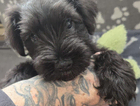 puppy