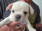 puppy