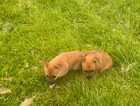 puppy