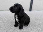 Puppy