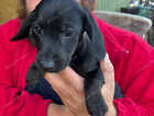 Puppy
