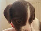 Puppy