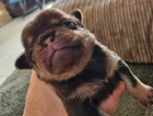puppy