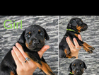 puppy