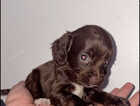Puppy
