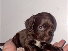 puppy