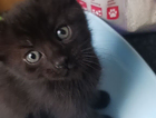 kitten