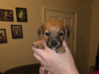 puppy