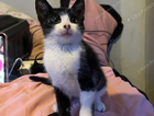 kitten