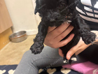 puppy