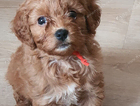 red collar