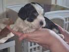 Puppy