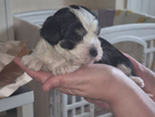 puppy