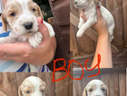 puppy