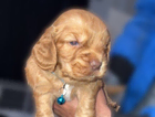 puppy