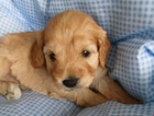 puppy  red