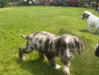 puppy