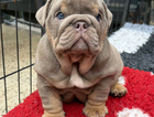puppy