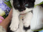 Kitten