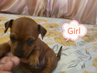 puppy