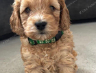 green collar