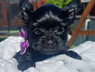 puppy  purple