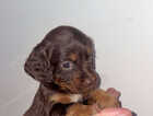 Puppy