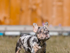 black and tan merle