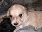 Puppy
