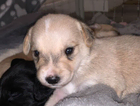 puppy