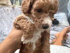 puppy
