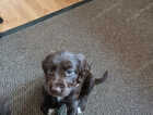 Puppy