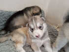 Puppy