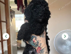 puppy
