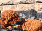 puppy