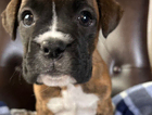 puppy