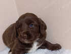 Puppy
