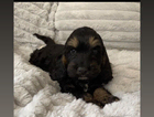 puppy