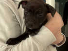 Puppy