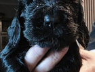 puppy