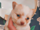 puppy