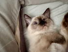 kitten