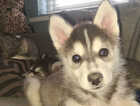 Puppy